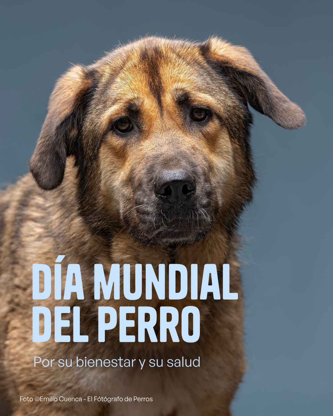 Bright - Día Mundial del Perro