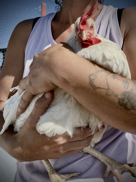 Dionisia la gallina