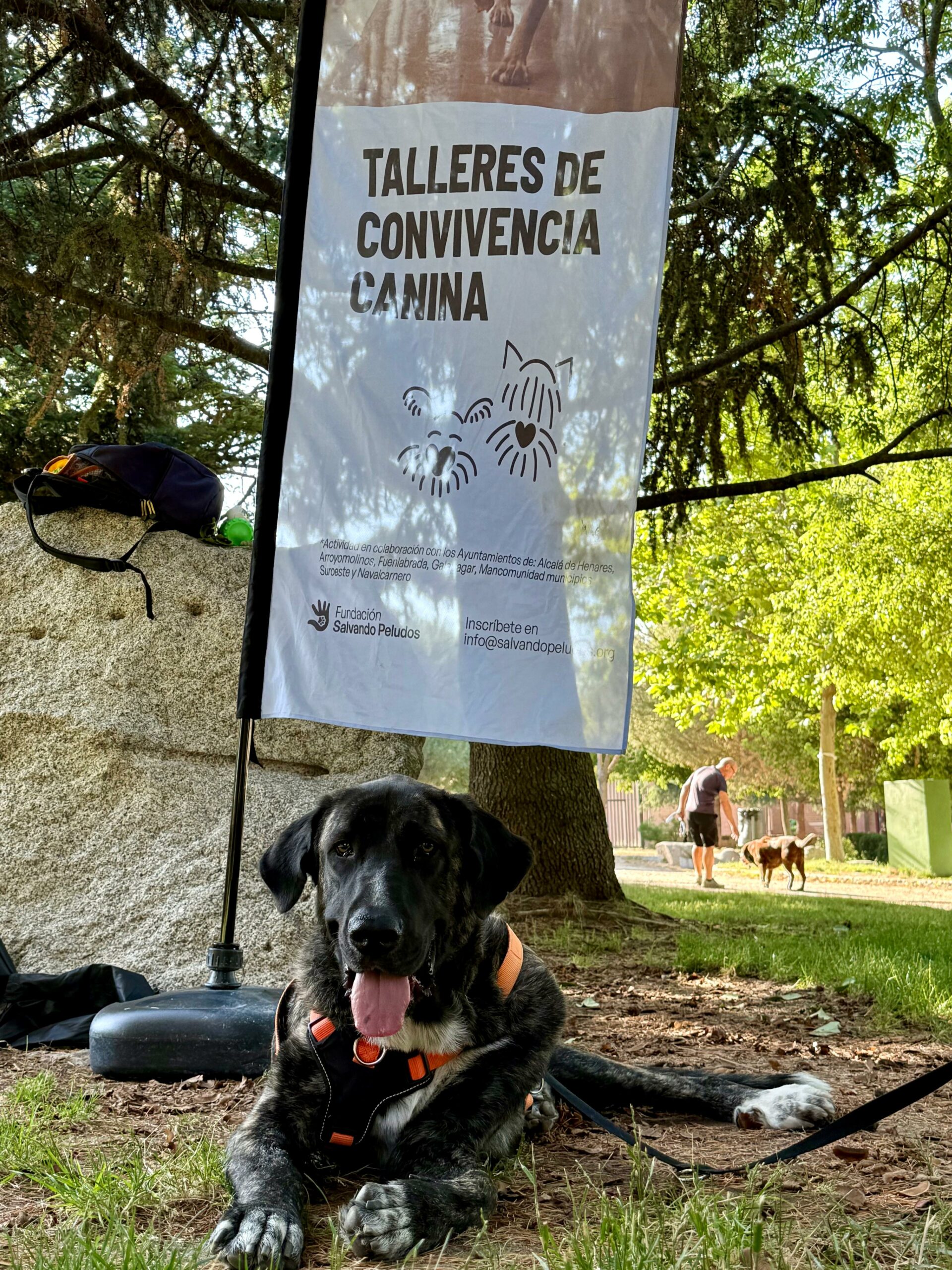 Talleres de educación canina