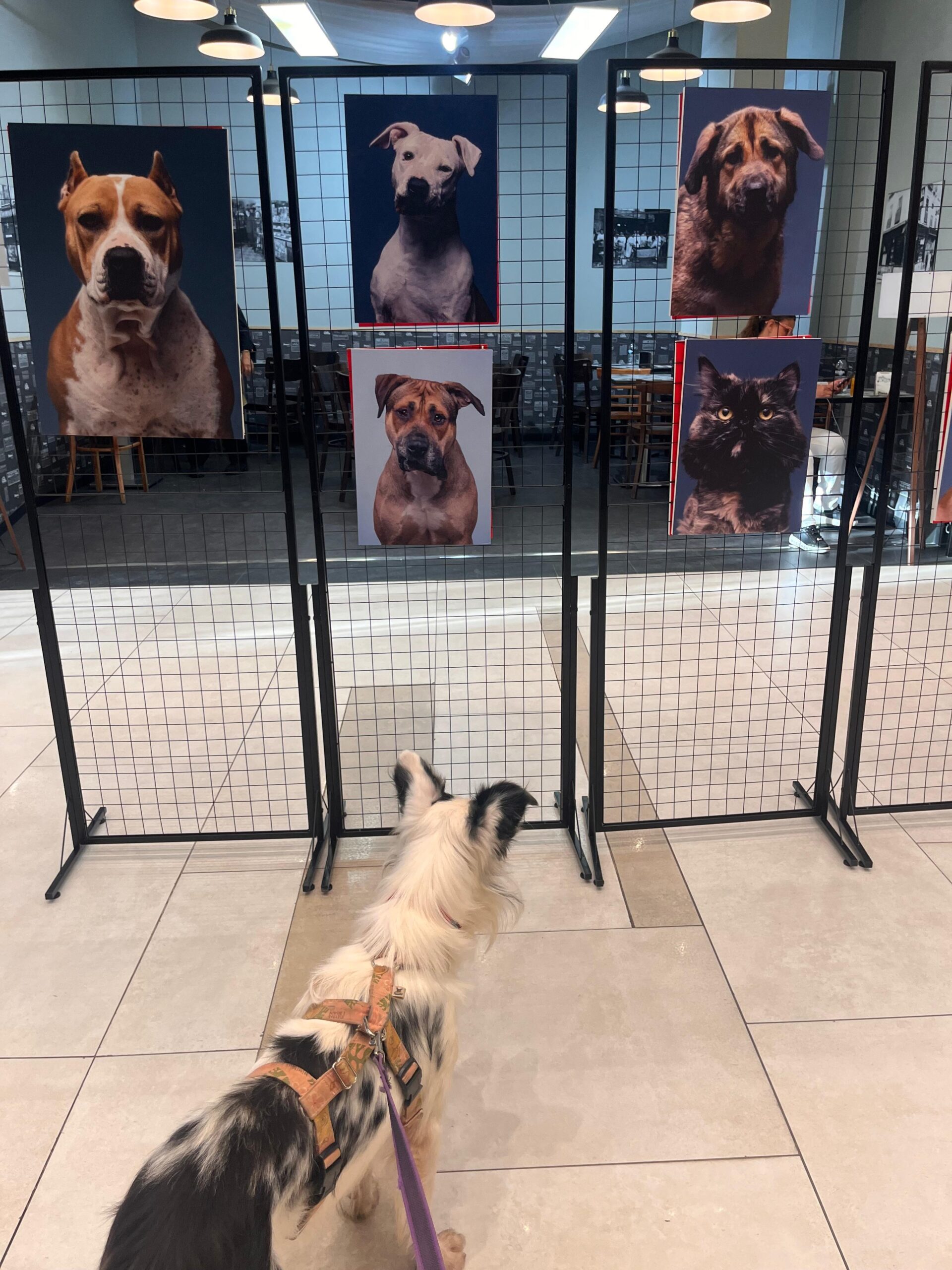 Perro observando la exposición