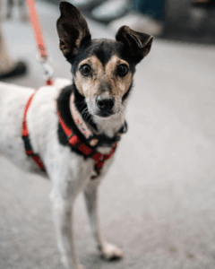 Perro bodeguero - Goyo