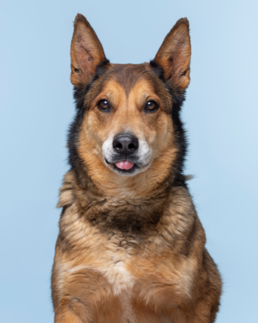 Hachi. Perro pastor en adopción