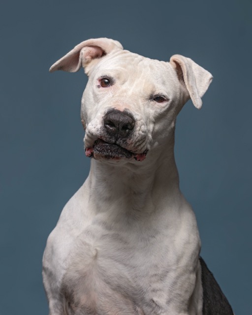 Pitbull blanca en adopción