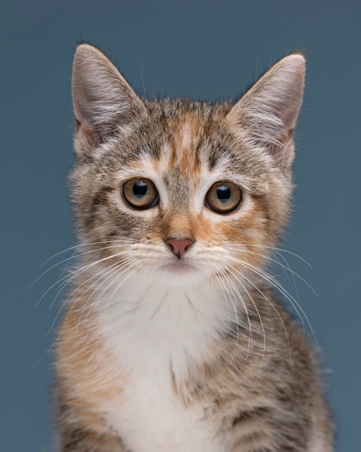 mikita gata en adopción