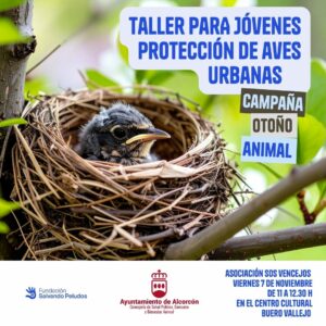 Cómo cuidar y proteger a las aves urbanas