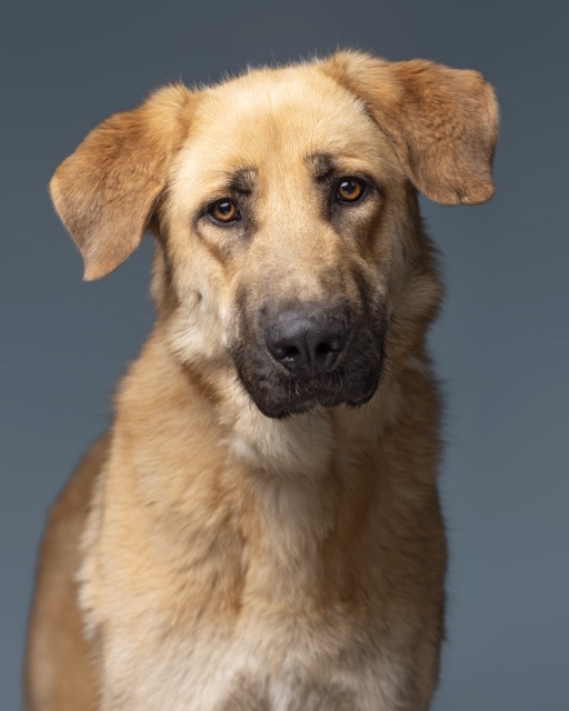 Trucho, mastín en adopción