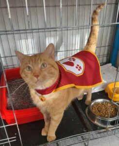 Adopta a Nostradamus