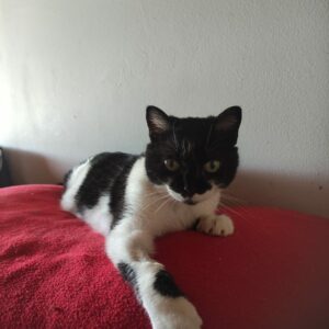 MIMOSITA