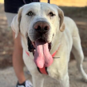 Marshmallow