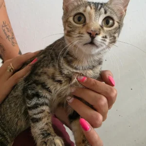 ROCIO